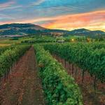 Wine Tasting