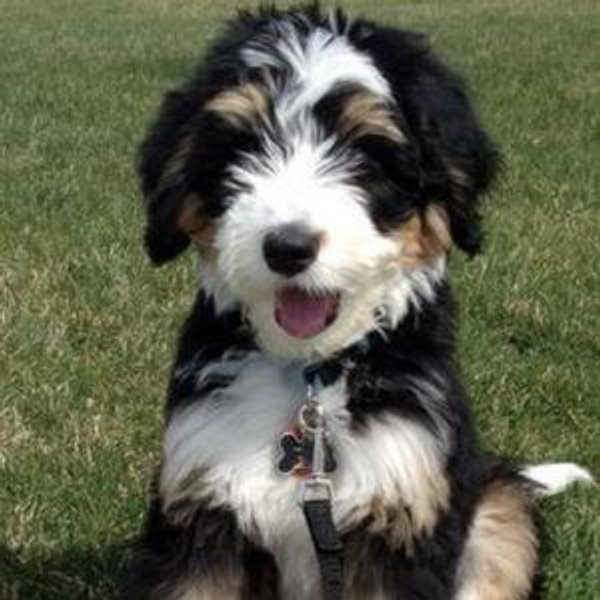 Puppy Fund