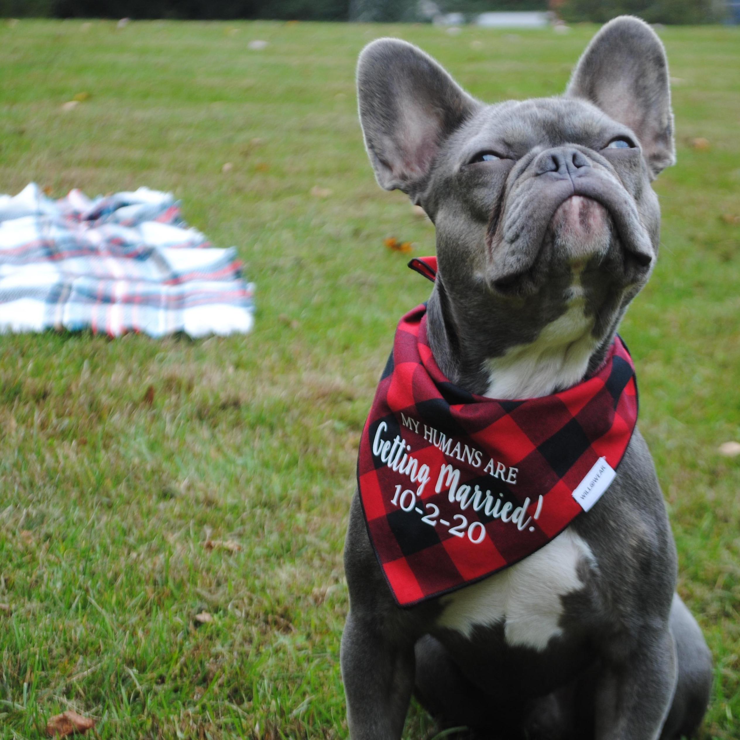 My humans are getting married! 10-2-20