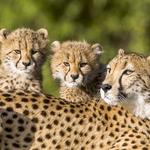 San Diego Zoo