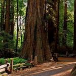 Henry Cowell Redwoods State Park