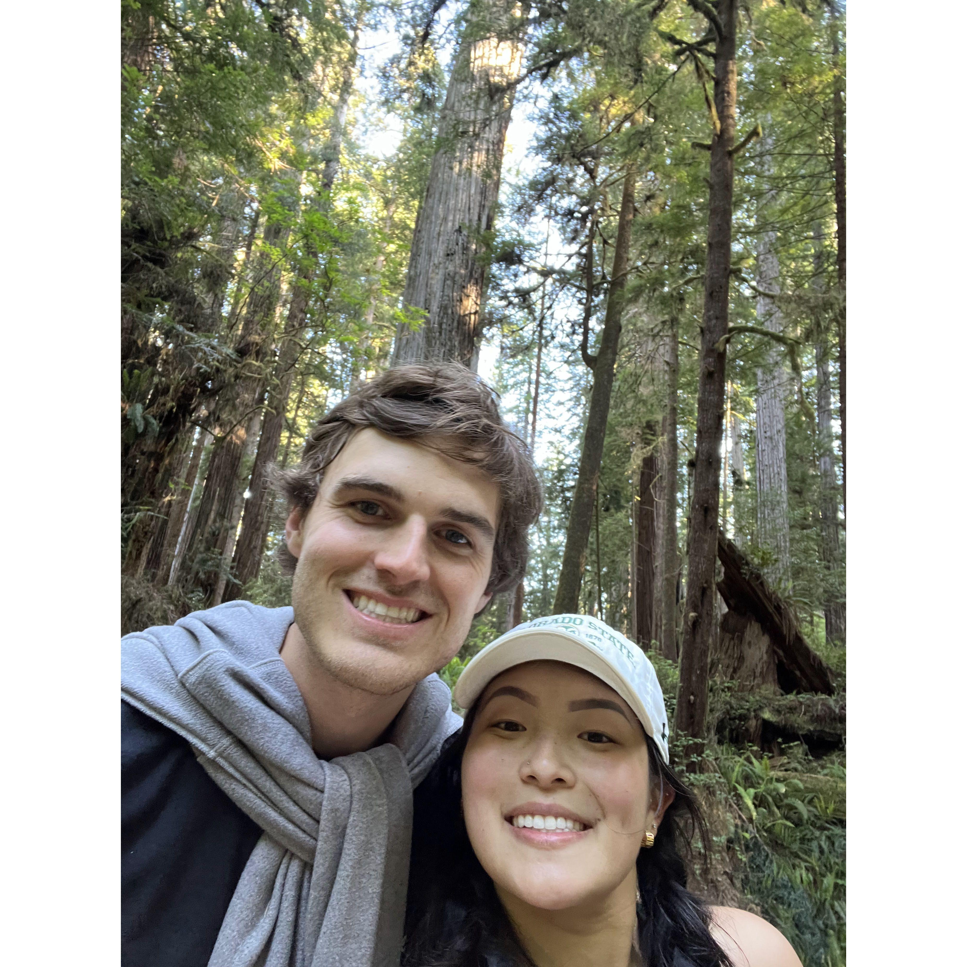 The beautiful redwoods