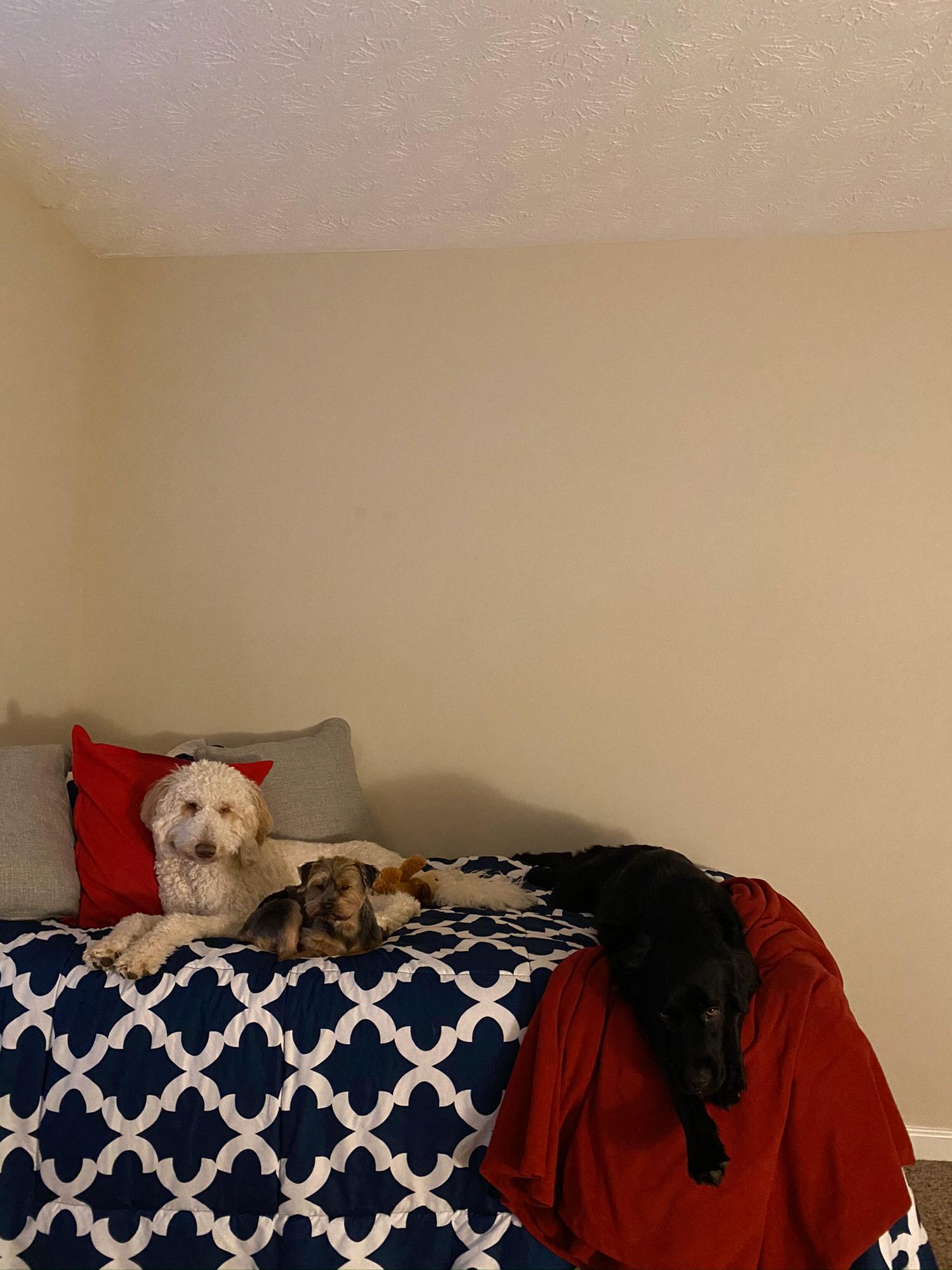 All 3 of our fur babies.