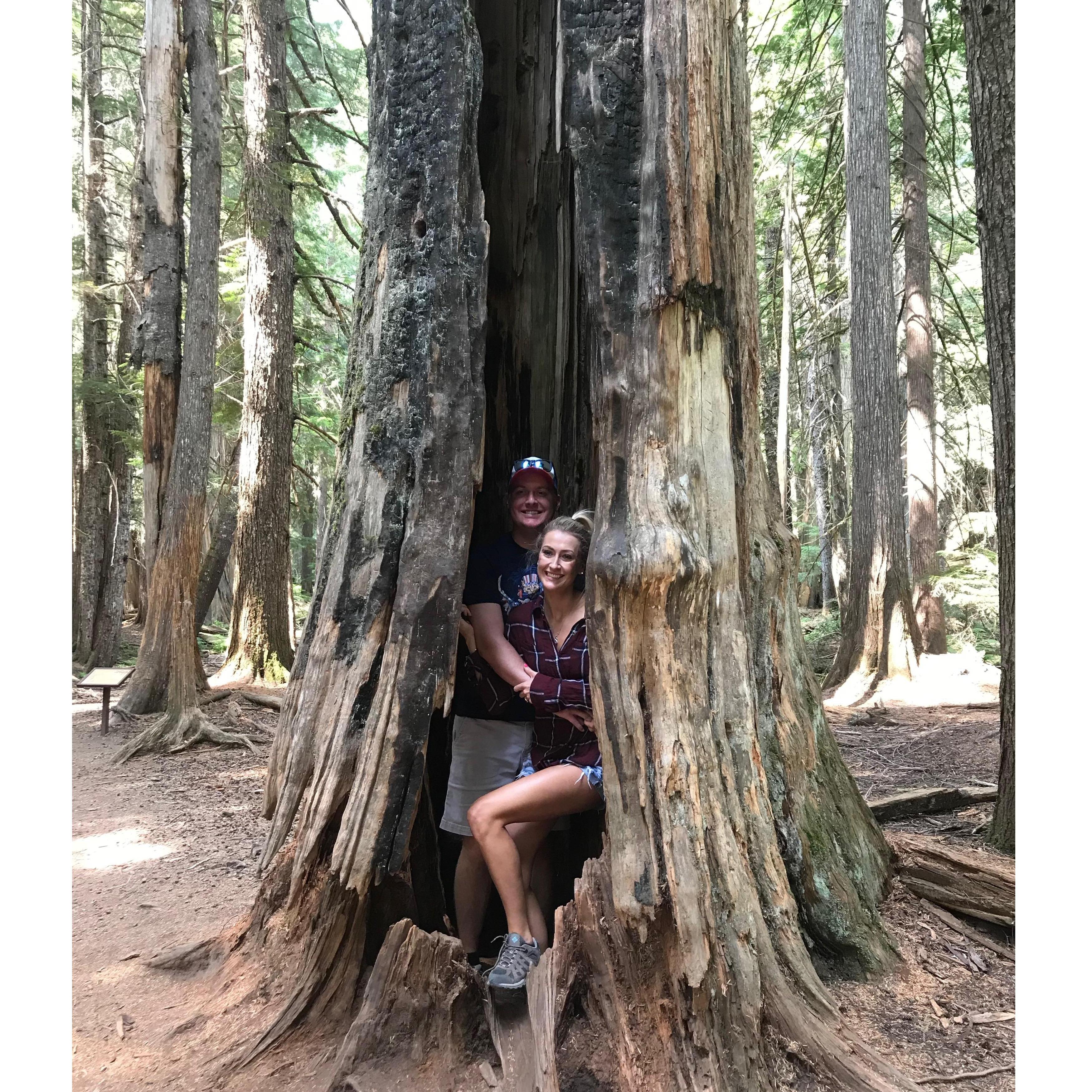 Cedar Forest