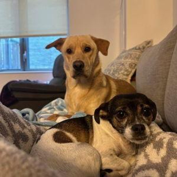 Dog Care