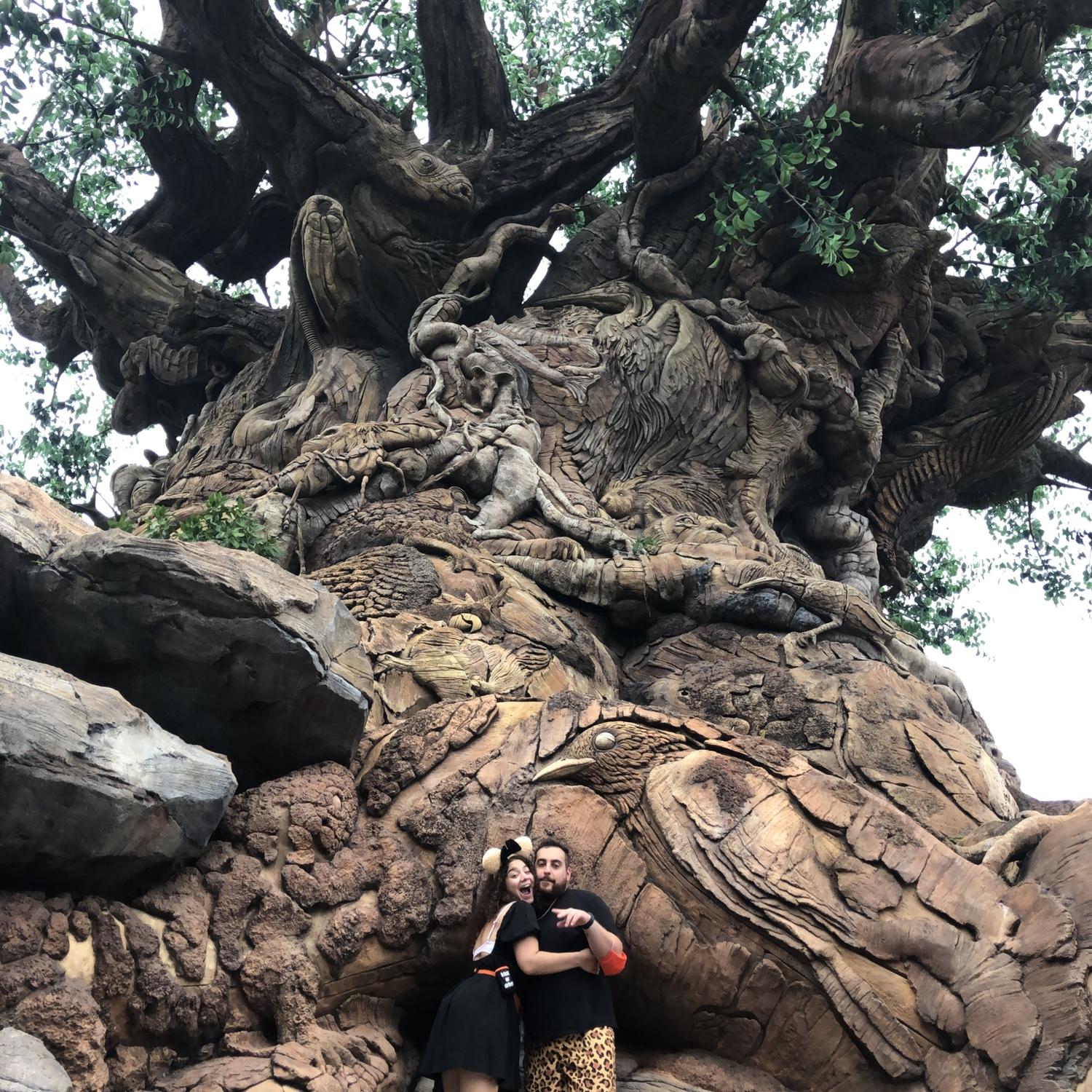 Animal Kingdom 🦁🦒