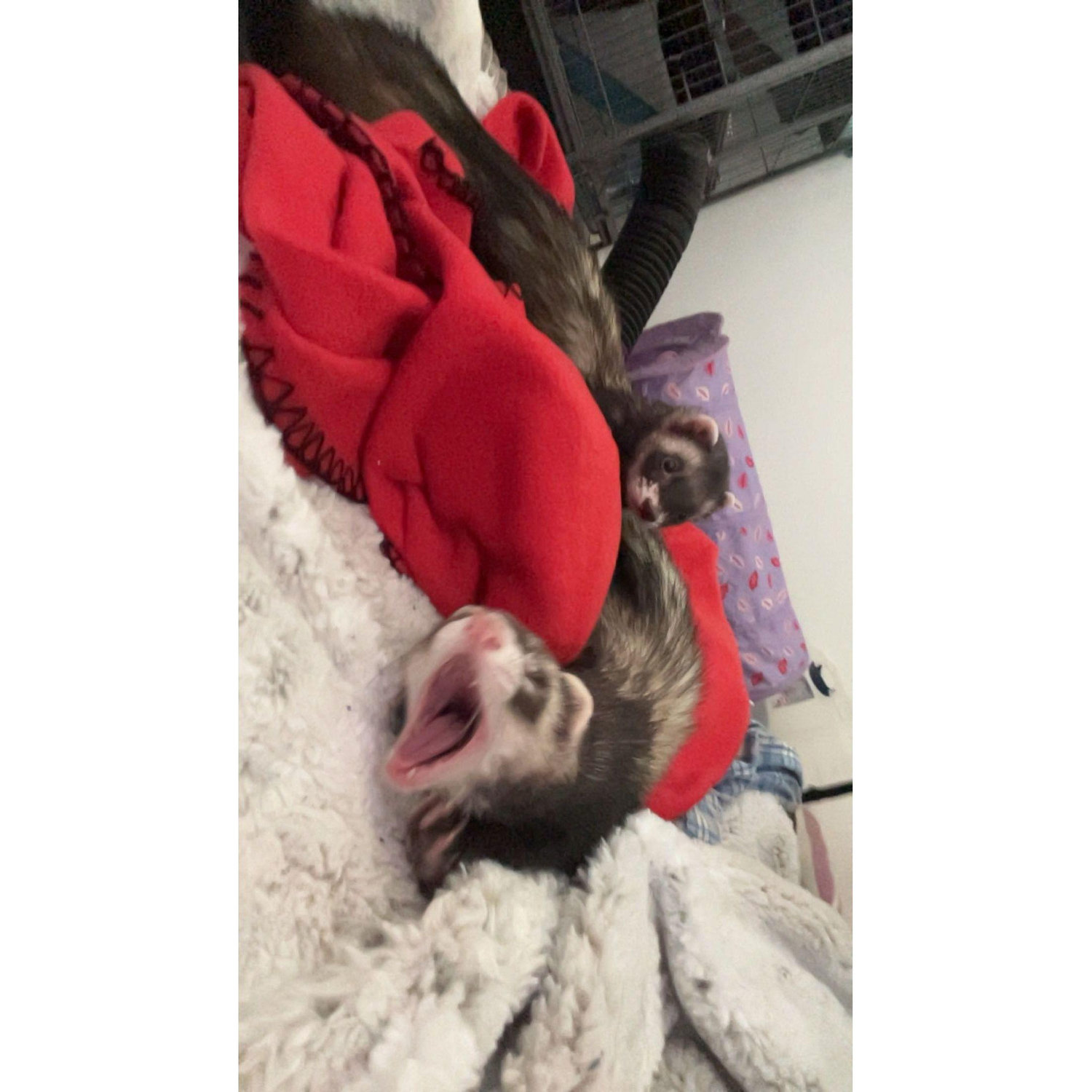 Fenrats