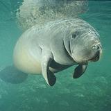 Manatee Viewing Center