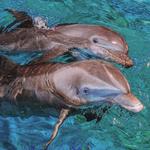 Clearwater Marine Aquarium