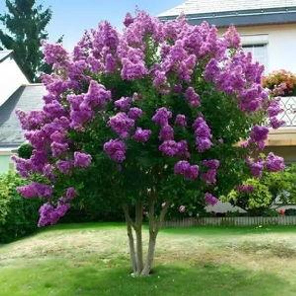 Tree Fund