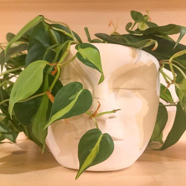 Registry: Becca & Mike - Commissioned Hand-Sculpted Face Planter