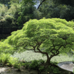 Japanese Stroll Garden