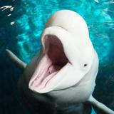 Georgia Aquarium