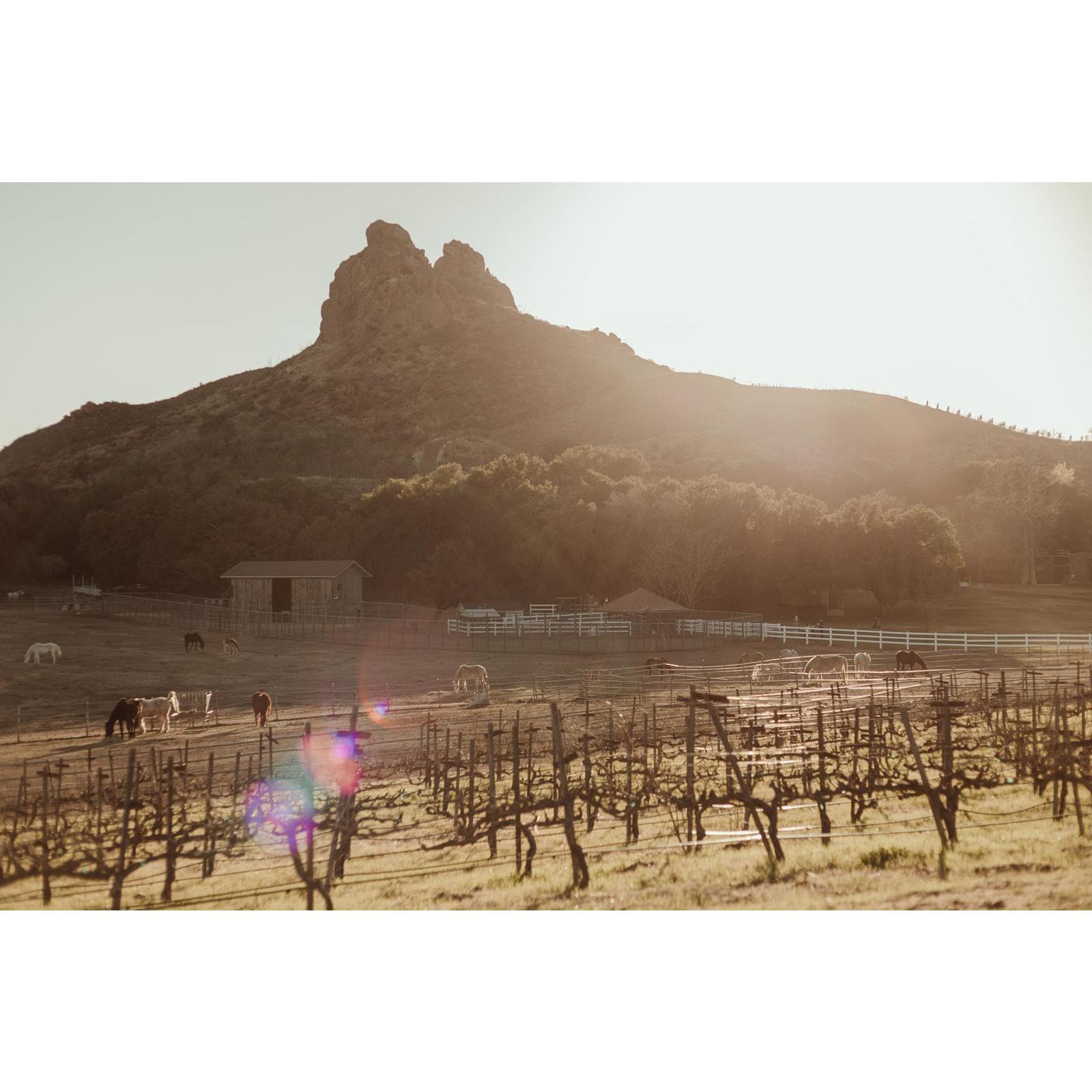 Saddleback Ranch.  Let the wine tasting begin!