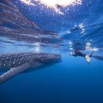 Swimming with Whale Sharks