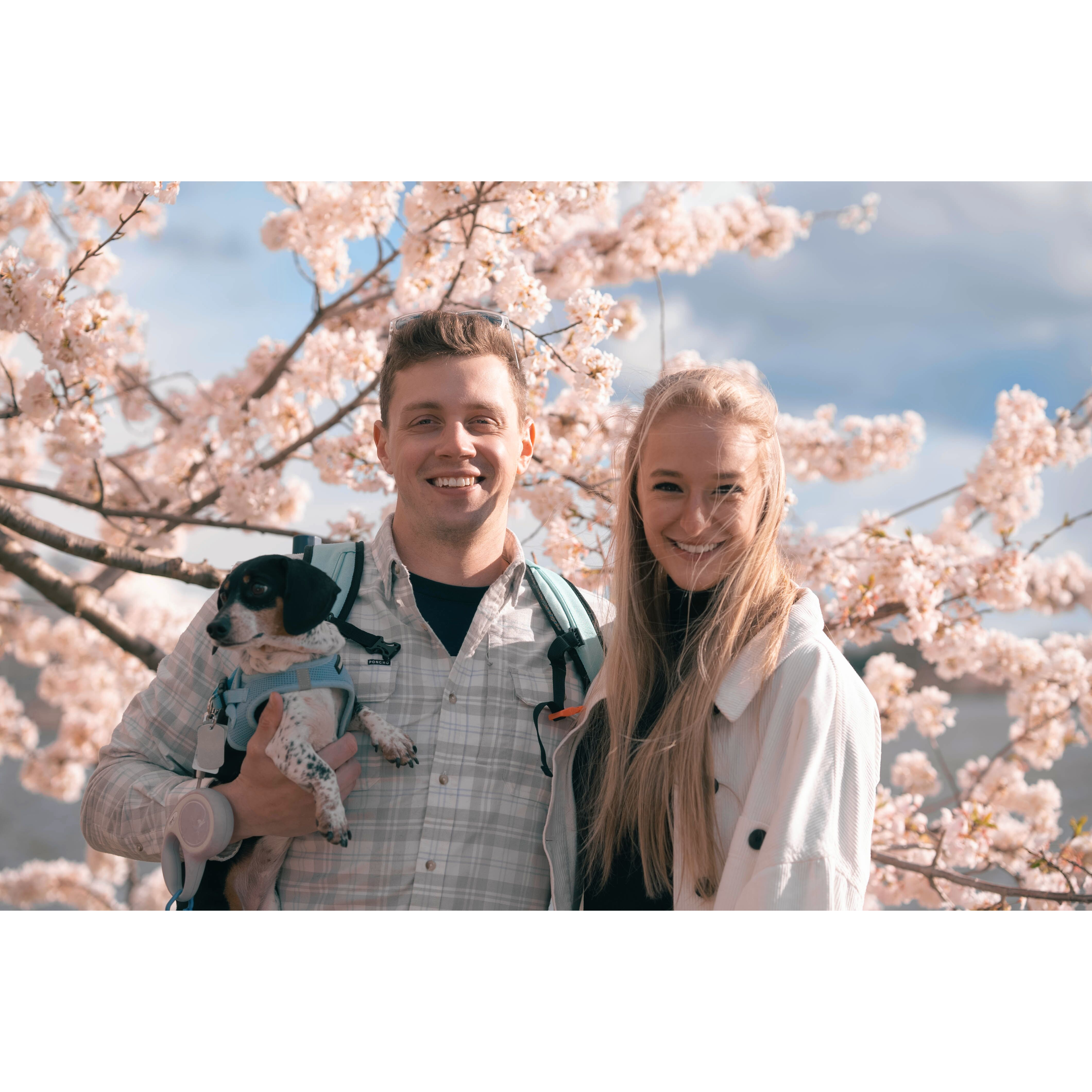 Dan's first cherry blossom bloom living in DC!
