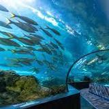 Tennessee Aquarium
