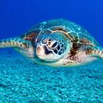 Georgia Sea Turtle Center