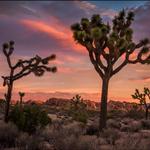 Joshua Tree National Park