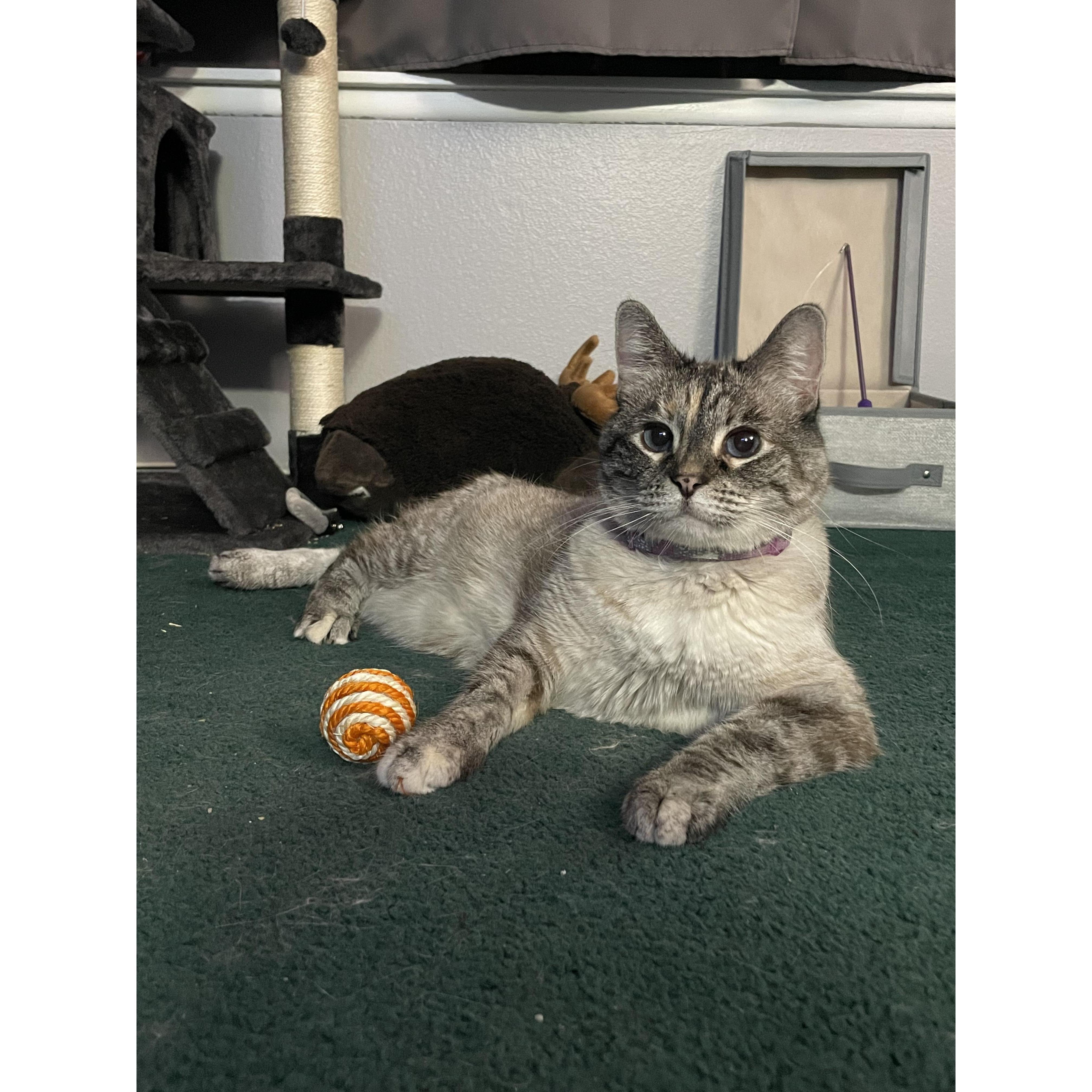 Meet Harmony, Jan and Kalia's fur baby