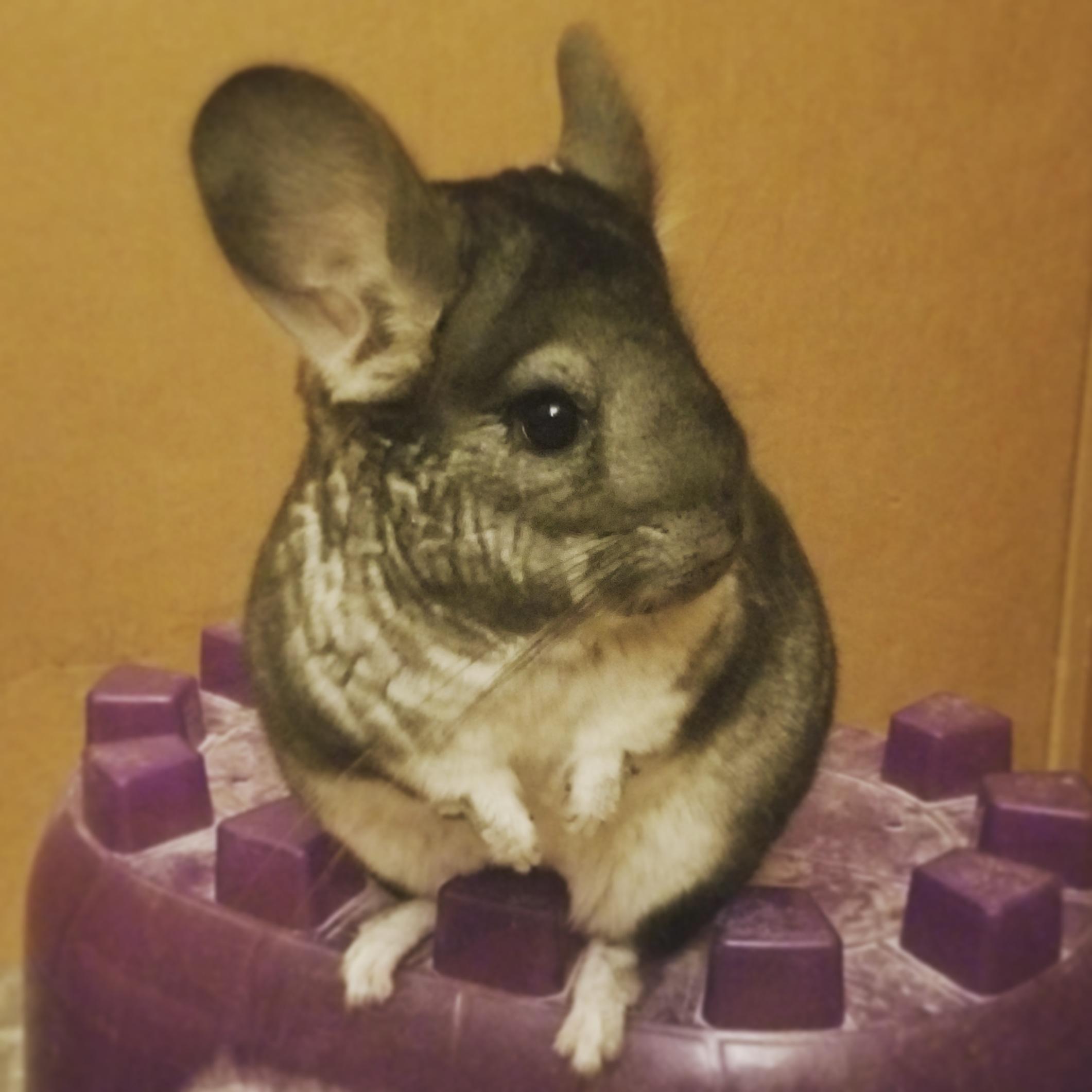 Our other chinchilla Ash being a model