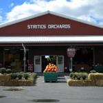 Strites Orchard