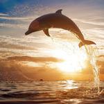 Sunset Boat Tours