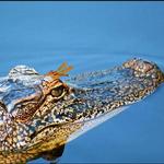 Cajun Pride Swamp Tours