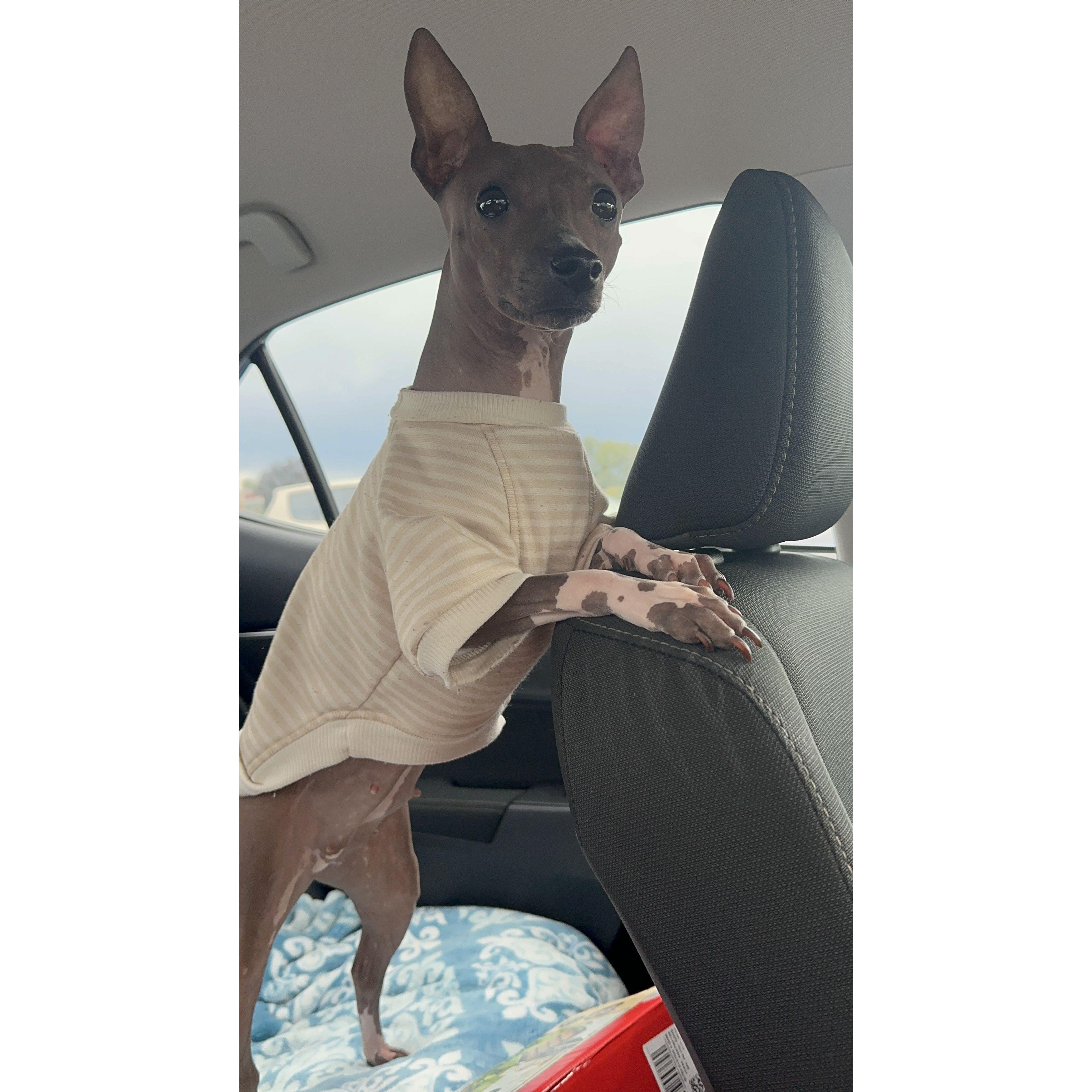 I can't just put ONE photo of our beautiful dog