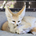 The Living Desert Zoo and Gardens