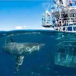 Apex Shark Expeditions - Great White Shark Cage Diving Cape Town