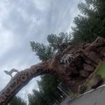 Bearizona Wildlife Park