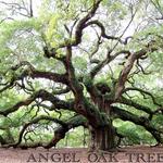 Angel Oak Tree