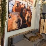 Capybara Cafe