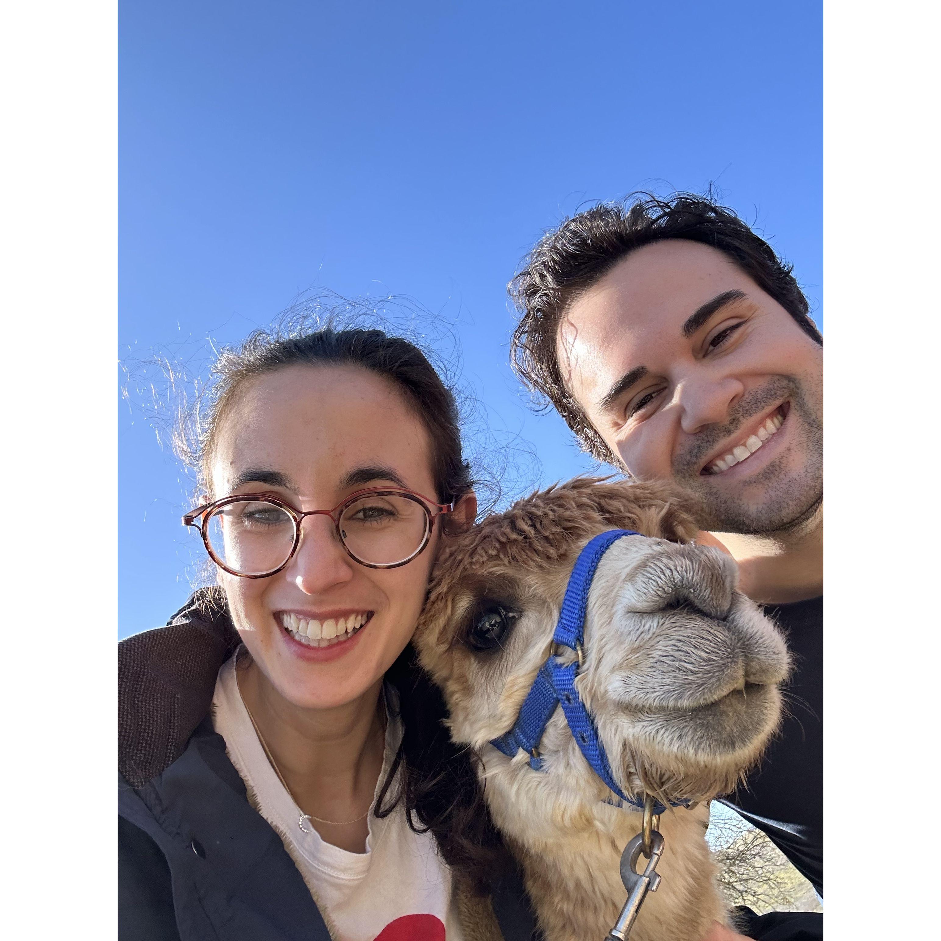 Alpaca selfies!