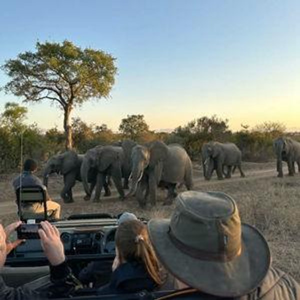 African Safari Honeymoon