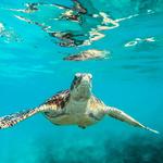 Snorkel with Sea Turtles