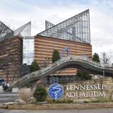 Tennessee Aquarium