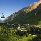 Snowbird