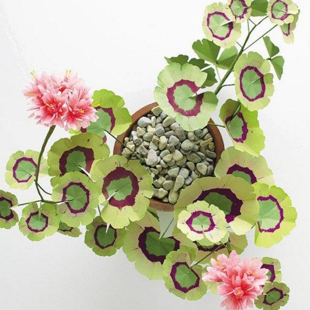 Paper Geranium Plant