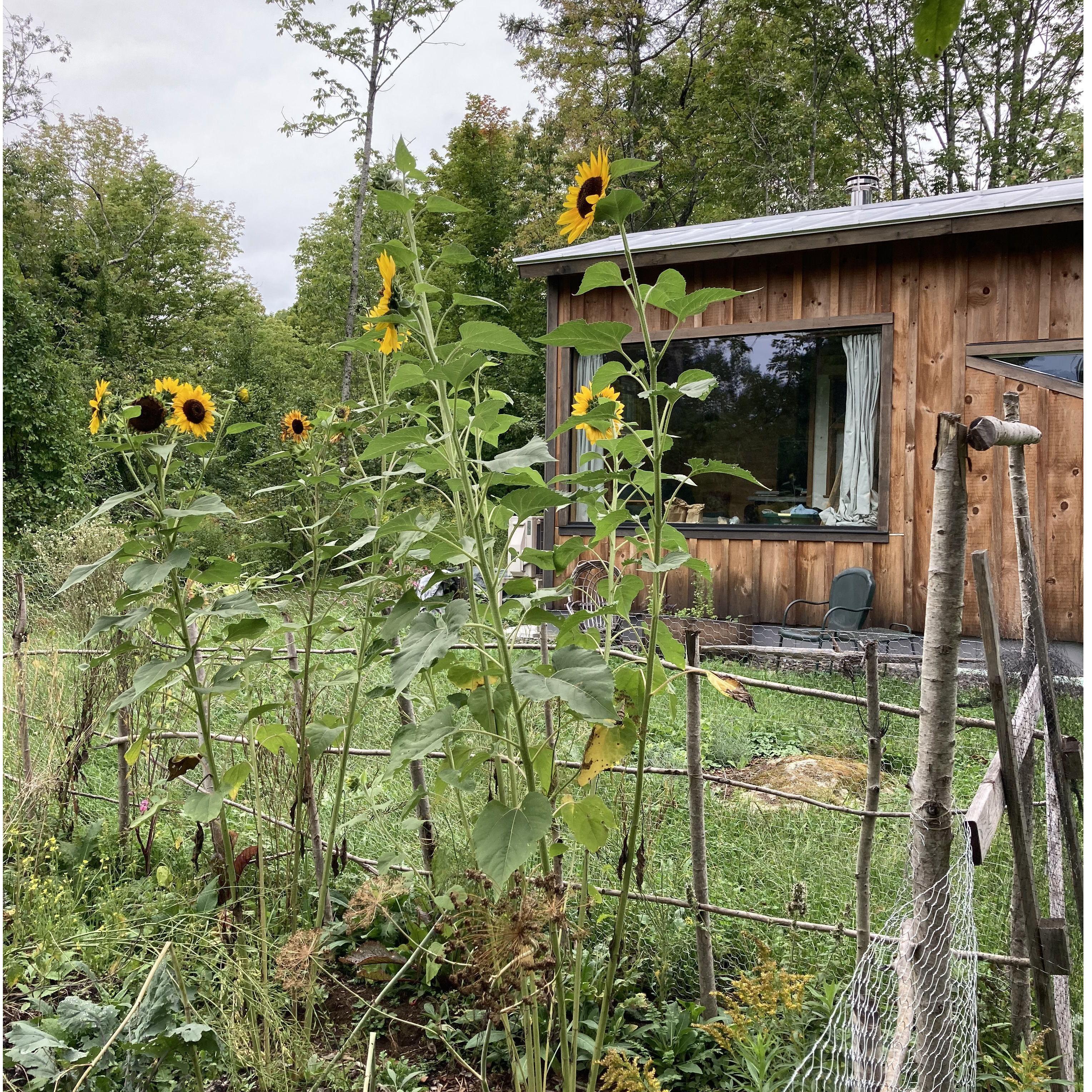 Our little home built by Sam with help from me and our friends and families!