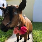 Wild Island Farms