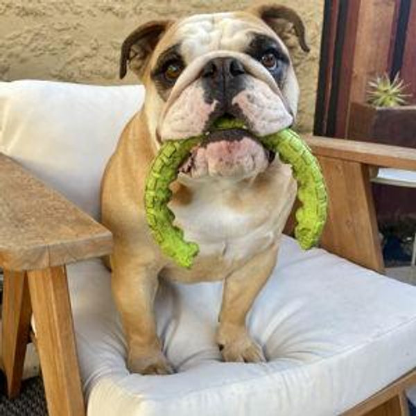 Ellie's Toy Fund