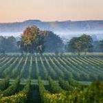 English Vineyards