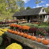 Maple Bank Farm