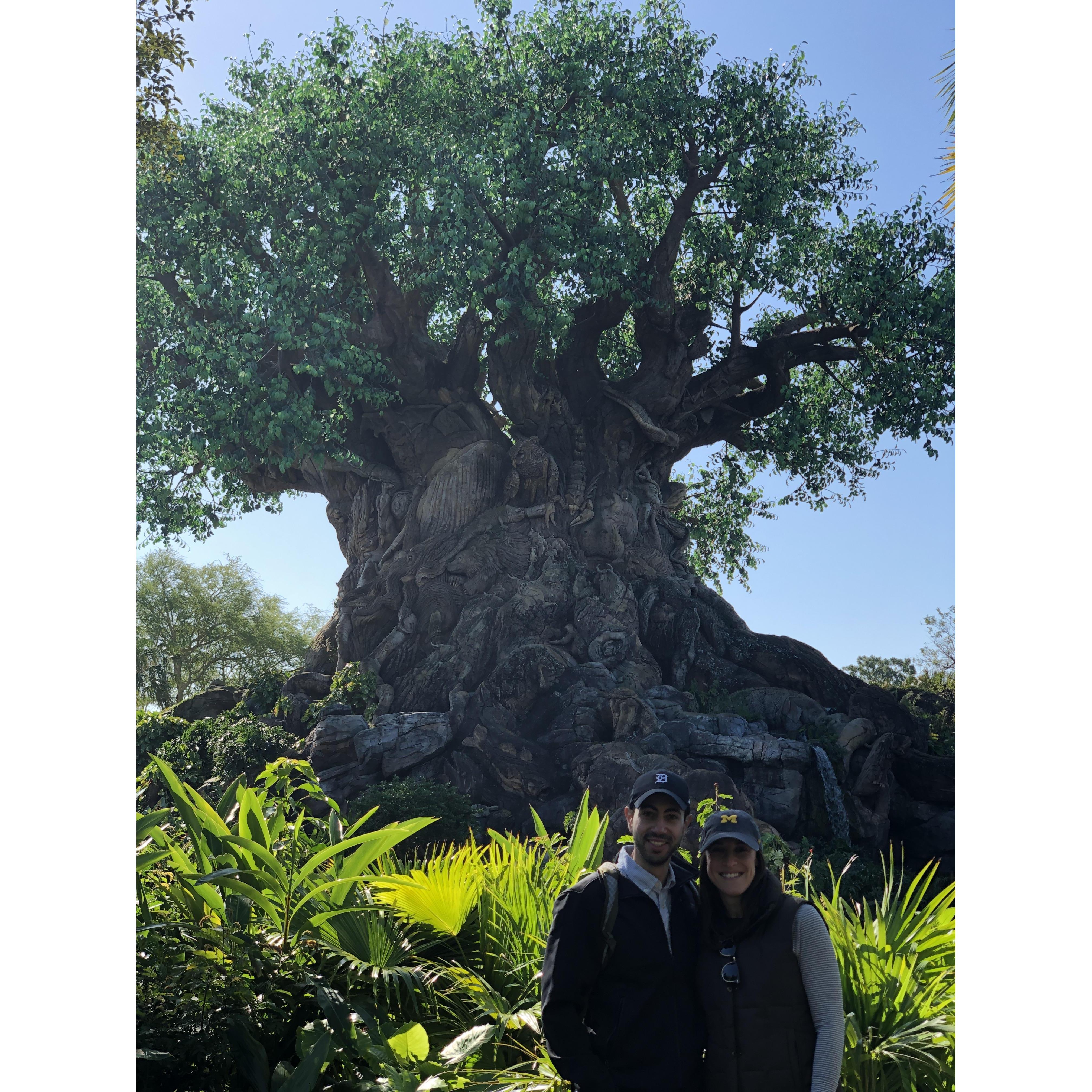 Pandora's Tree of Life at Disney's Animal Kingdom, Feb 2020