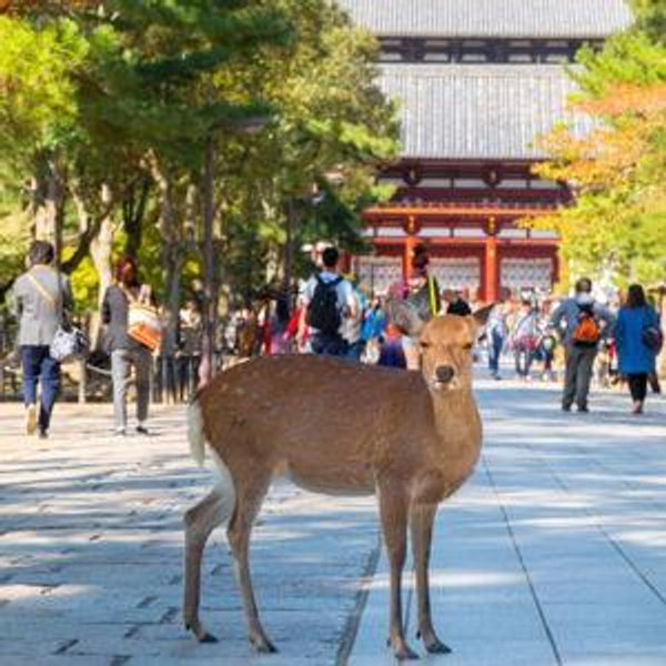 Day Trip to Nara