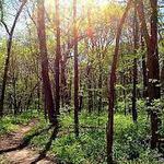 Spitler Woods State Natural Area