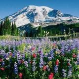 Mount Rainier National Park