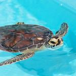 Loggerhead Marinelife Center